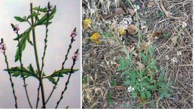 verbena2